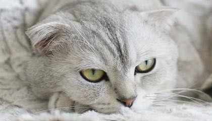 kaiyun开云入口平台-圣埃蒂安战胜梅斯，豪取新赛季首场胜利，法甲圣埃蒂安对梅斯